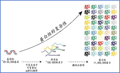 蛋白質翻譯后修飾1.jpg